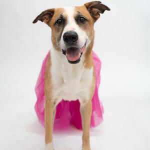 A dog wearing a pink tutu