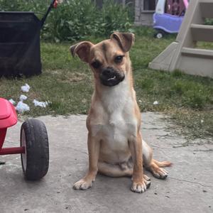 A small brown and white dog sitting on a concrete surface, with a red toy wagon and a child's play structure in the background.