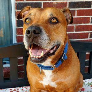 Kenneth, Terrier, American Staffordshire, adult, available for adoption