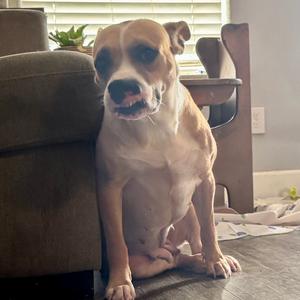 Esperanza, Boxer, adult, available for adoption