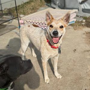 A light-colored dog with a red collar stands on a concrete surface, looking up with its mouth open. Another dark-colored dog is partially visible in the foreground.