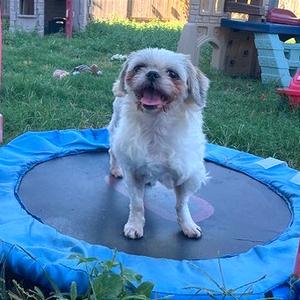 Nelly, Shih Tzu, adult, available for adoption