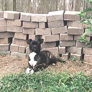 A black and white dog lying on the ground in front of a brick wall.