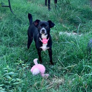 Mamacita, Chihuahua, adult, available for adoption