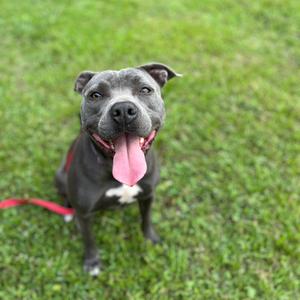 A gray pit bull terrier with a pink tongue sticking out, sitting on a grassy field.