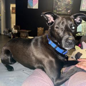 Asha, Retriever, Labrador, adult, available for adoption