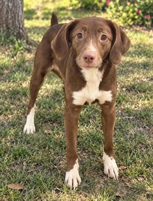 A brown and white dog standing on grass