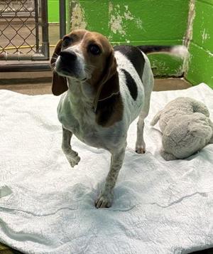 Daisy, Beagle / Mixed Breed, adult, available for adoption