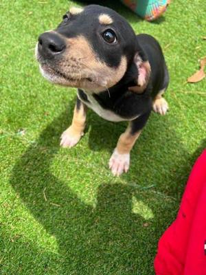 Mel, Terrier / Mixed Breed, puppy, available for adoption