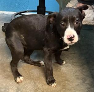 Layla, Terrier / Mixed Breed, puppy, available for adoption