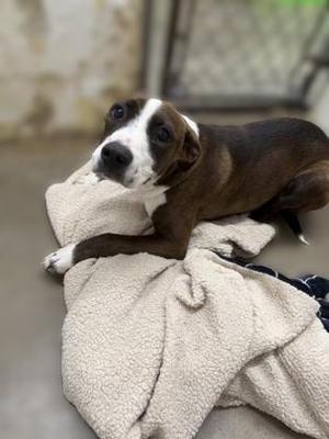 Marie, Terrier / Mixed Breed, young, available for adoption