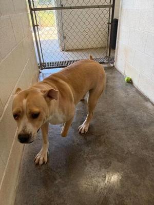 Dolly, Labrador Retriever / Mixed Breed, young, available for adoption