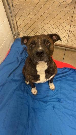 Shorty, American Staffordshire Terrier / Mixed Breed, adult, available for adoption