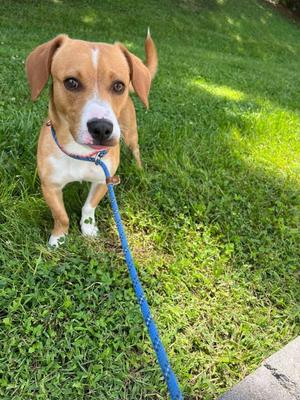 Ozzy, Beagle / Eurasier, adult, available for adoption