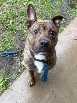 Leroy, American Pit Bull Terrier / Eurasier, young, available for adoption