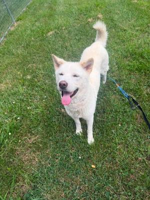Happy, Jindo (Korean), senior, available for adoption