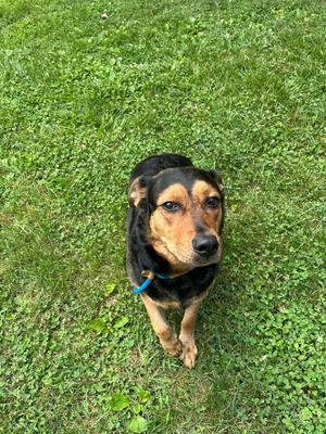 Tina (Athena), German Shepherd Dog / Rottweiler, adult, available for adoption