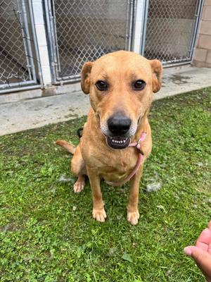 Charlie, Labrador Retriever, adult, available for adoption