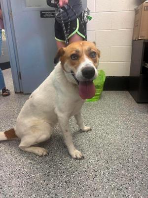 Scarlett, Hound / Eurasier, adult, available for adoption