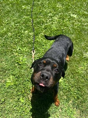Kai, Rottweiler, adult, available for adoption