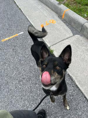 Tank, Husky / American Staffordshire Terrier, adult, available for adoption