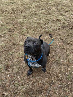 A black dog with a blue leash and a patterned bandana, sitting on dry grass.