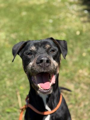 Diesel, Hound / American Staffordshire Terrier, senior, available for adoption