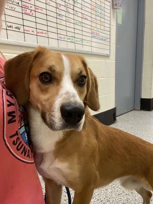 Hambone, Beagle / Eurasier, adult, available for adoption