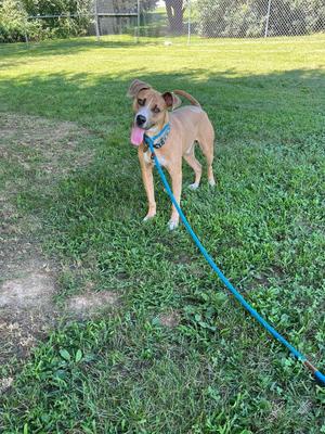 A brown dog with a blue leash standing on a grassy field.