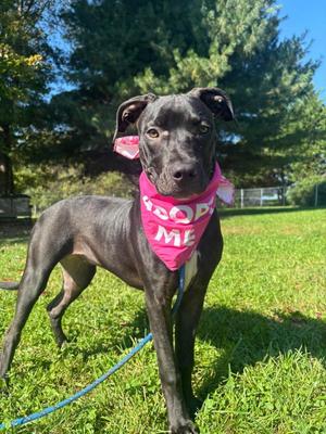 Aj, American Staffordshire Terrier / Eurasier, puppy, available for adoption