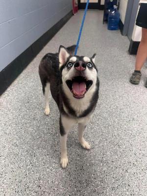 Shadow, Husky, adult, available for adoption
