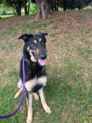 Rebel, German Shepherd Dog, adult, available for adoption