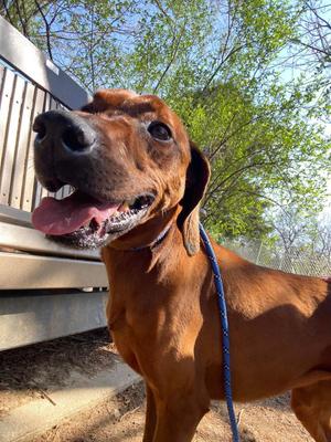 Opal, Redbone Coonhound, senior, available for adoption
