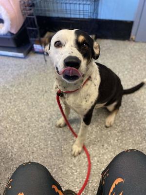 Molly Rae, Hound / Eurasier, adult, available for adoption