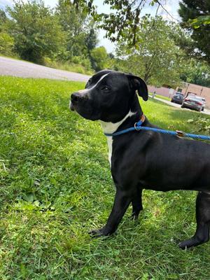 Charlotte, Pit Bull Terrier, adult, available for adoption