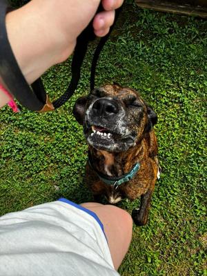 Molly, American Staffordshire Terrier / Eurasier, adult, available for adoption