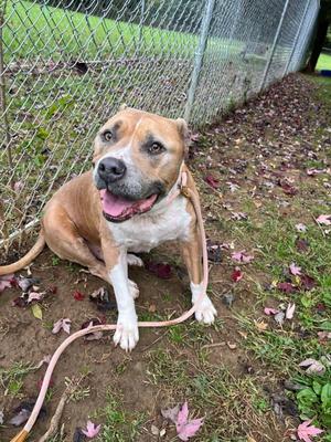 A brown and white dog with a pink leash sitting on the ground near a chain-link fence.