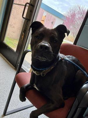 Daphne, Labrador Retriever / American Pit Bull Terrier, adult, available for adoption