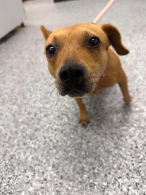 Skye, Chihuahua / Eurasier, adult, available for adoption