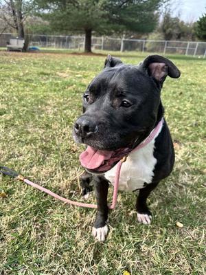 Gilbert, American Staffordshire Terrier, senior, available for adoption
