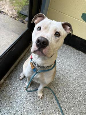 Carmella, American Staffordshire Terrier, young, available for adoption