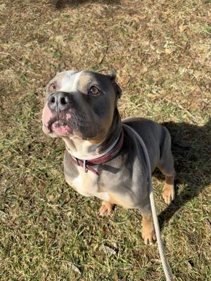 Sosa, American Staffordshire Terrier, senior, available for adoption