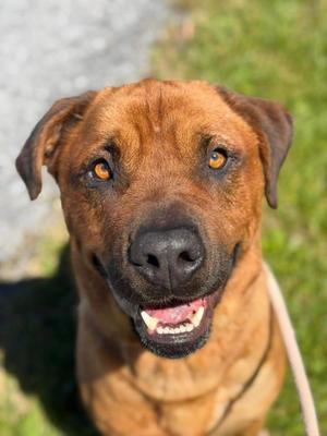 Thor, Rottweiler / Shepherd, adult, available for adoption