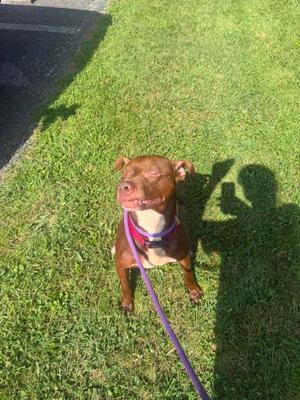 A brown dog with a white chest and a purple leash is sitting on a grassy lawn, looking up with its eyes closed and mouth open.