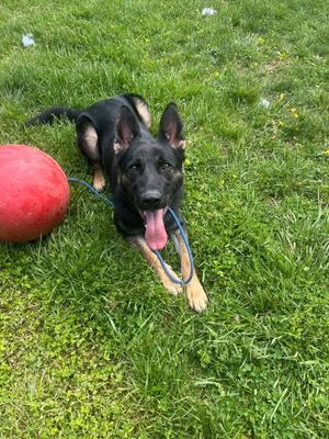 Rocco, Shepherd, young, available for adoption