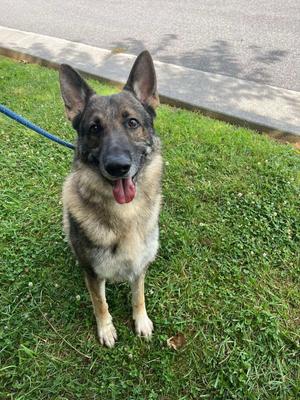 Drake, Shepherd, adult, available for adoption
