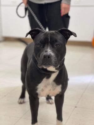 Paka (Merle), Pit Bull Terrier, adult, available for adoption