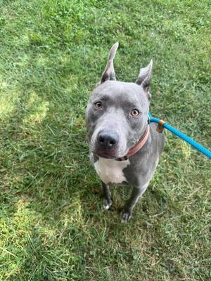 A gray dog with a white chest and a brown collar standing on grass, looking up at the camera.