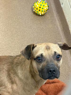 A brown dog with a black muzzle and floppy ears is looking directly at the camera. In the background, there is a yellow ball with green and blue dots.