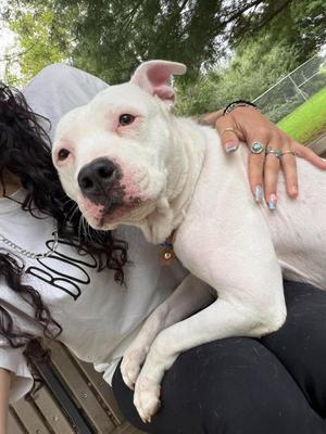 Snow, American Staffordshire Terrier / Eurasier, adult, available for adoption